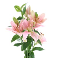 Asiatic Lily (x 3 Individual Stems) - Pink