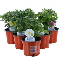 Longacres Choice - Chrysanthemum Poppins - 6 x 10.5cm Pot Bedding