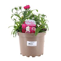 Longacres Choice - Dianthus - 3 x 2L Pot Perennial