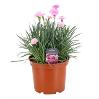 Longacres Choice - Dianthus - 3L Pot Perennial