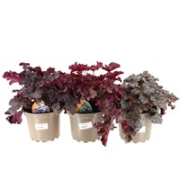 Longacres Choice - Heuchera - 3 x 2L Pot Perennial