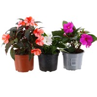 Longacres Choice - New Guinea Impatien - 3 x 13cm Pot Bedding