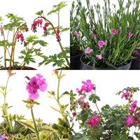 Longacres Choice - Mixed Variety Herbaceous - 3 x 3L Pots
