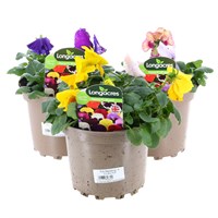 Longacres Choice - Pansy - 3 x 2L Pot Bedding