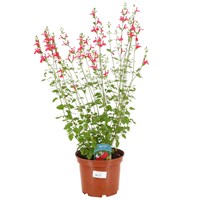 Longacres Choice - Salvia - 3L Pot Perennial