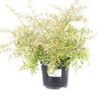 Abelia 'Hopley's' - 2L Pot