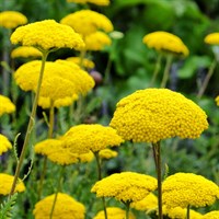 Achillea Cloth of Gold Perennial Plant 2L Pot - Set of 3