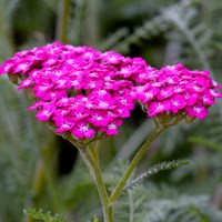 Achillea Milefolium New Vintage Violet Perennial Plant 2L Pot - Set of 3