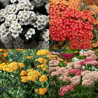 Achillea Perennial Set - Mixed Colours - 3 x 2L Pots