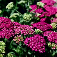 Achillea Saucy Seduction Perennial Plant 2L Pot - Set of 3