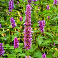 Agastache Prince's Plume Perennial Plant 2L Pot - Set of 3
