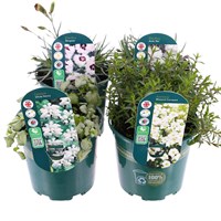 Alpine Plants 1L - Set of 4 - White
