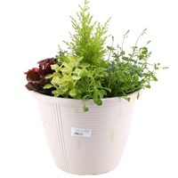 Amman Seasonal Bedding Planted Container 12 Inches - Summer