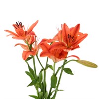Asiatic Lily (x 3 Individual Stems) - Red
