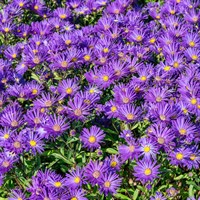 Aster Ame.Violet Queen Perennial Plant 9cm Pot - Set of 3