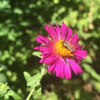 Aster N.A. September Ruby Perennial Plant 9cm Pot - Set of 3