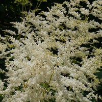 Astilbe Simplicifolia Snowsprite Perennial Plant 2L Pot - Set of 3