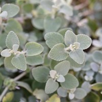 Ballota Pseudodictamnus Perennial Plant 9cm Pot - Set of 3
