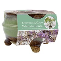 Bee Friends Nuture & Grow Wisteria Bonsai Grow Set (151186)