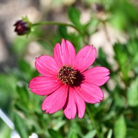 Cosmos Cherry Chocolate Perennial Plant 2L Pot - Set of 3