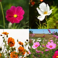 Cosmos Perennial Set - Mixed Colours - 3 x 2L Pots