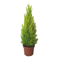 Cupressus Macrocarpa Goldcrest Lemon Scented Conifer Shrub 14cm Pot