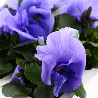 Pansy F1 Purple/Blue 6 Pack Boxed Bedding