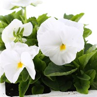 Pansy F1 White 6 Pack Boxed Bedding