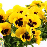 Pansy F1 Yellow 6 Pack Boxed Bedding