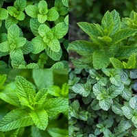 Mint Herb Set - Mixed Varieties - 4 x 1L Pot