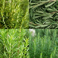 Rosemary Herb Set - Mixed Varieties - 4 x 1L Pot