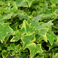 Ivy Hedera Helix Plant - 9cm Pot