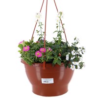 Mixed Variety 25cm Seasonal Hanging Pot Bedding Basket - Summer