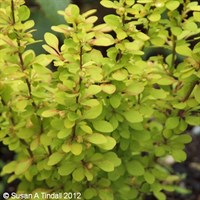 Berberis Thunbergii 'Maria' - 3L Pot