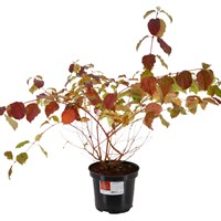 Cornus 'Midwinter Fire' - 7.5L Pot