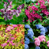 Flowering Shrub Bundle - 3 x 3/4L Pot
