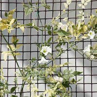 Smart Garden Climbing Plant & Fencing Mesh - Brown 50mm Mesh 0.5 x 5m (7030011)