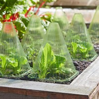 Smart Garden GroZone GroCloche 10 Pack (6513011)