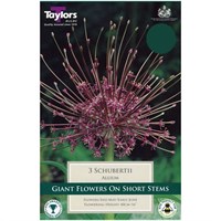 Taylors Bulbs Allium Schubertii - Pack of 3 (TP699)