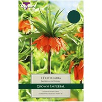 Taylors Bulbs Fritillaria Imperialis Rubra - Single (TP749)