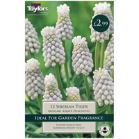 Taylors Bulbs Muscari Siberian Tiger - Pack of 15 (TP826)