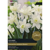 Taylors Bulbs Narcissi Ice Baby - Pack of 9 (SE2281)