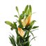 Asiatic Lily (x 3 Individual Stems) - Orange