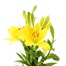 Asiatic Lily (x 3 Individual Stems) - Yellow