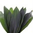 Aspidistra Greenery (x 10 Individual Stems)
