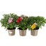 Longacres Choice - Chrysanthemum Mixed - 2L Pot Bedding