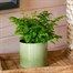 Adiantum rad: Fritz Luthi Houseplant - 12cm Pot