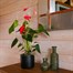 Anthurium Pink Houseplant