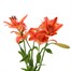 Asiatic Lily (x 3 Individual Stems) - Red