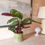 Calathea 'Medallion' Houseplant - 19cm Pot